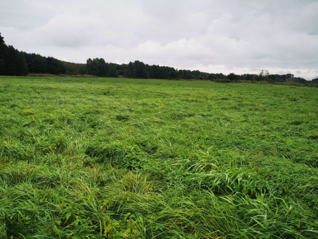 Działka rolna Kik. Zdjęcie 1