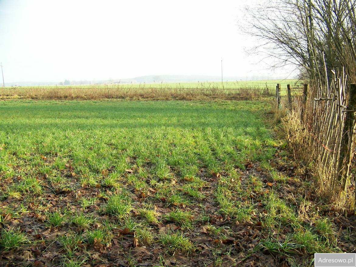 Działka rolna Dargikowo. Zdjęcie 5