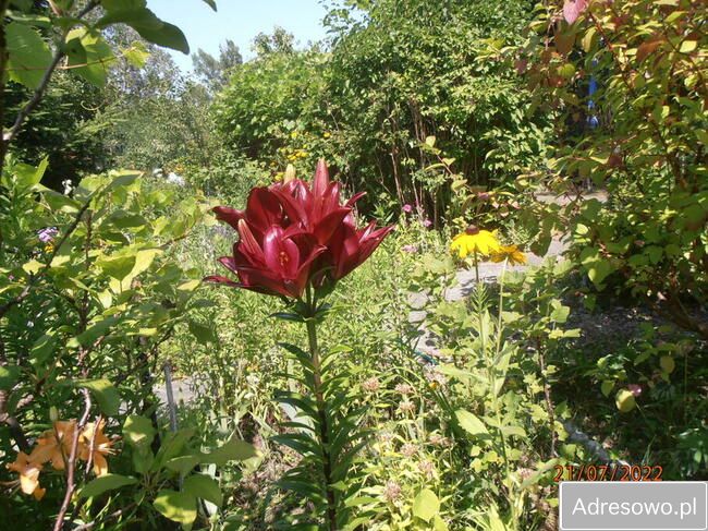 Działka rod Łódź Retkinia, ul. Franciszka Plocka. Zdjęcie 8