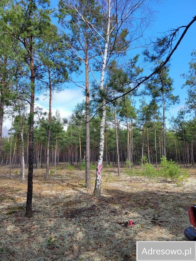 Działka leśna Łaz. Zdjęcie 9