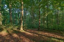 Działka leśna Humniska Jakla Duża. Zdjęcie 3