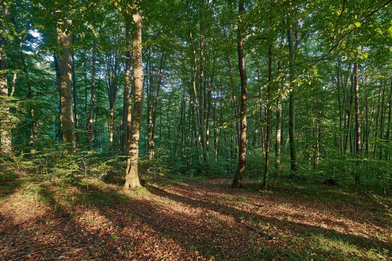 Działka leśna Humniska Jakla Duża. Zdjęcie 4