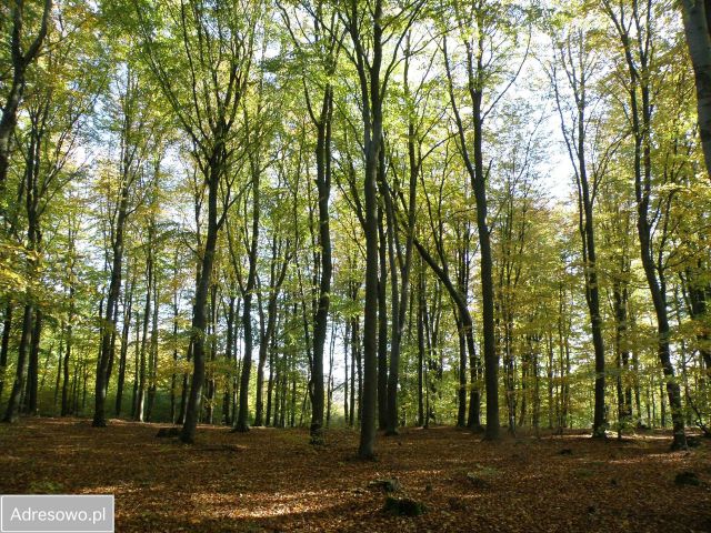 Działka budowlana Trzepowo, ul. Subisława. Zdjęcie 1