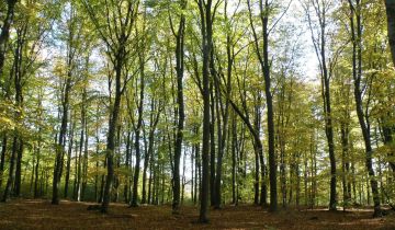 Działka budowlana Trzepowo, ul. Subisława