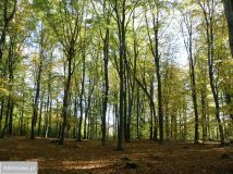 Działka budowlana Trzepowo, ul. Subisława