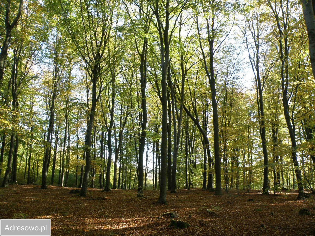 Działka budowlana Trzepowo, ul. Subisława
