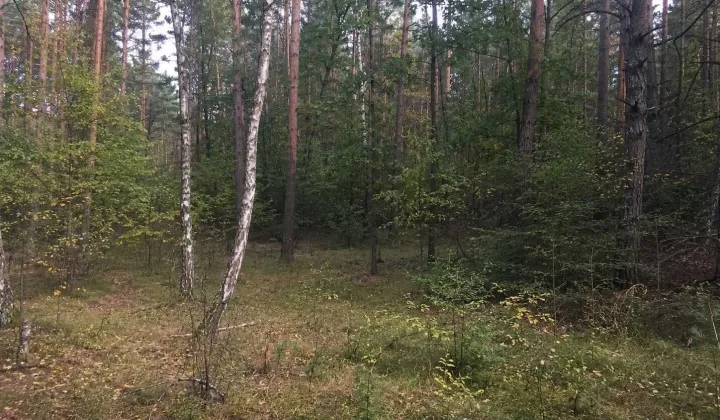 Działka leśna Zahajki
