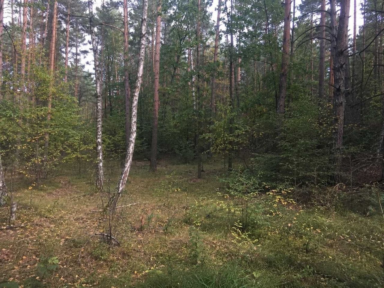 Działka leśna Zahajki. Zdjęcie 1