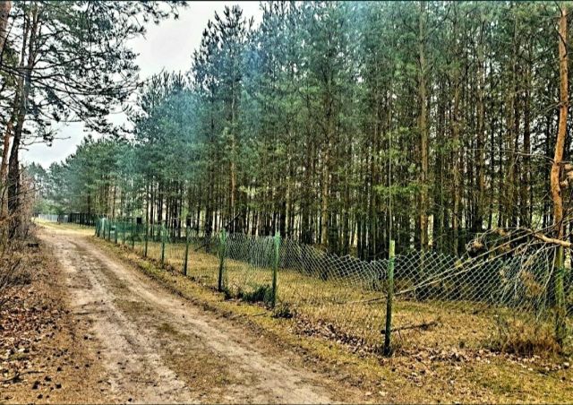 Działka budowlana Złotniki Kazimierzew. Zdjęcie 1