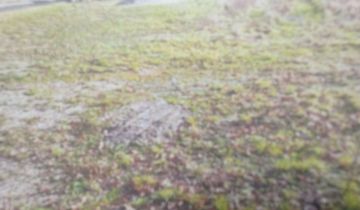Działka budowlana Santocko, ul. Dębowa