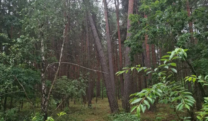 Działka leśna Zamołodycze
