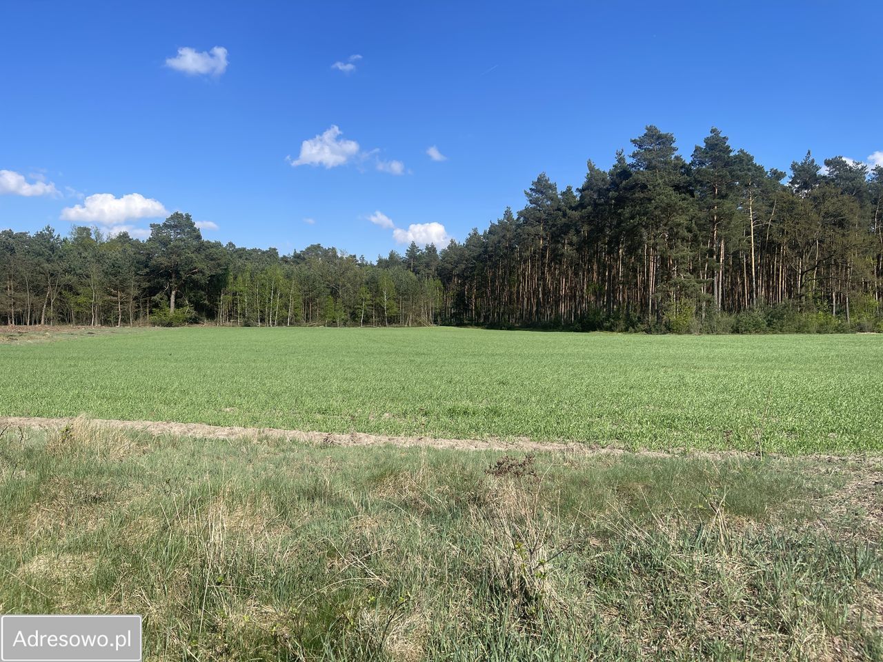 Działka budowlana Jagodziniec. Zdjęcie 5