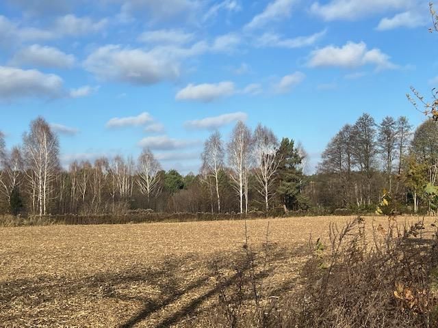 Działka leśna Stara Huta. Zdjęcie 22