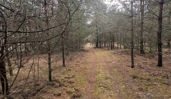 Działka rolno-budowlana Aleksandria Aleksandria Druga, ul. Sosnowa