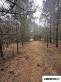 Działka rolno-budowlana Aleksandria Aleksandria Druga, ul. Sosnowa. Zdjęcie 2