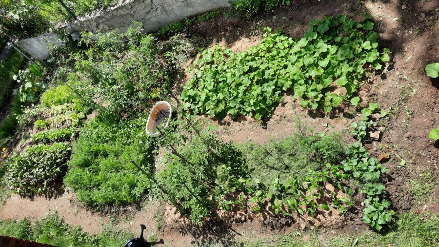 Działka rod Gdańsk Jasień. Zdjęcie 3