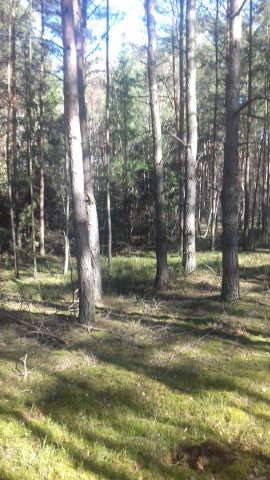 Działka leśna Mirków. Zdjęcie 1