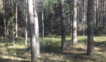 Działka leśna Mirków