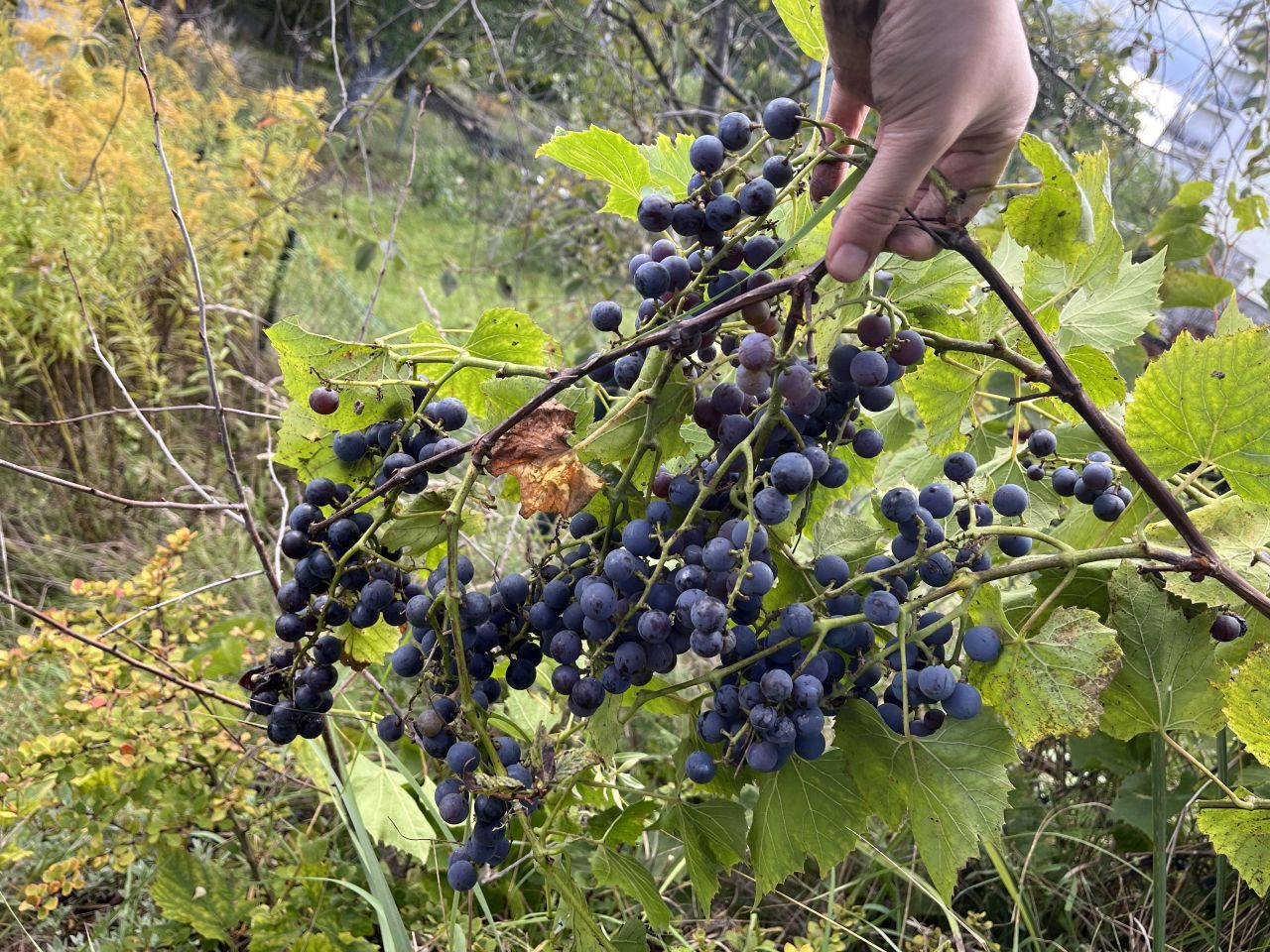 Działka rod Gdańsk Jasień, ul. Stolema. Zdjęcie 8