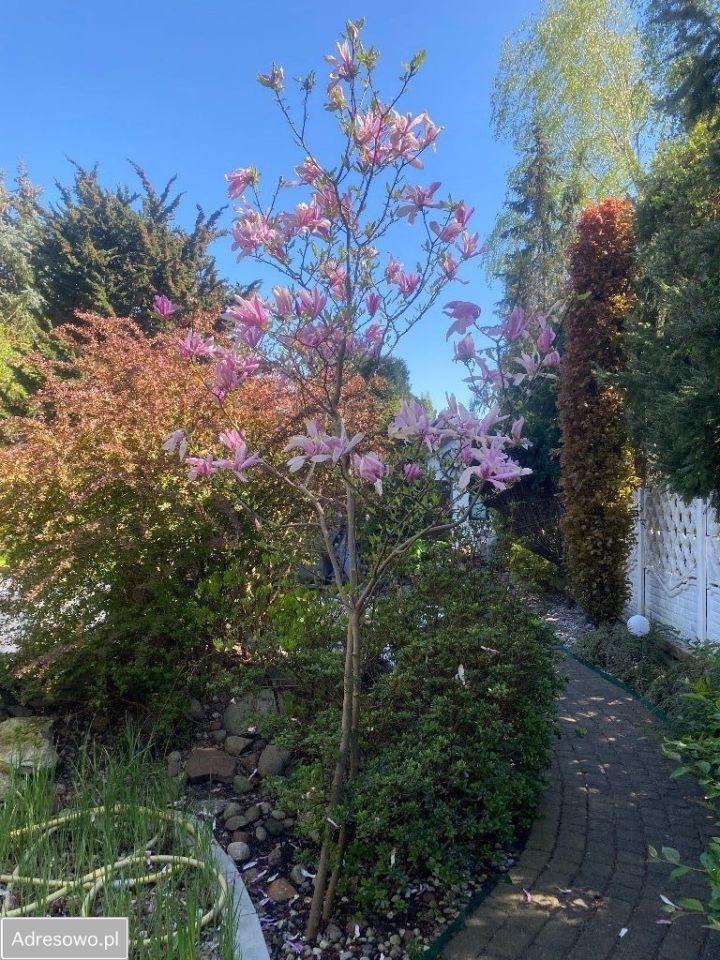 dom wolnostojący, 3 pokoje Brok. Zdjęcie 8