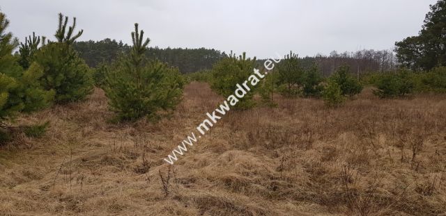 Działka budowlana Budy Iłowskie. Zdjęcie 9