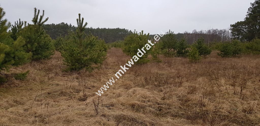 Działka budowlana Budy Iłowskie. Zdjęcie 9