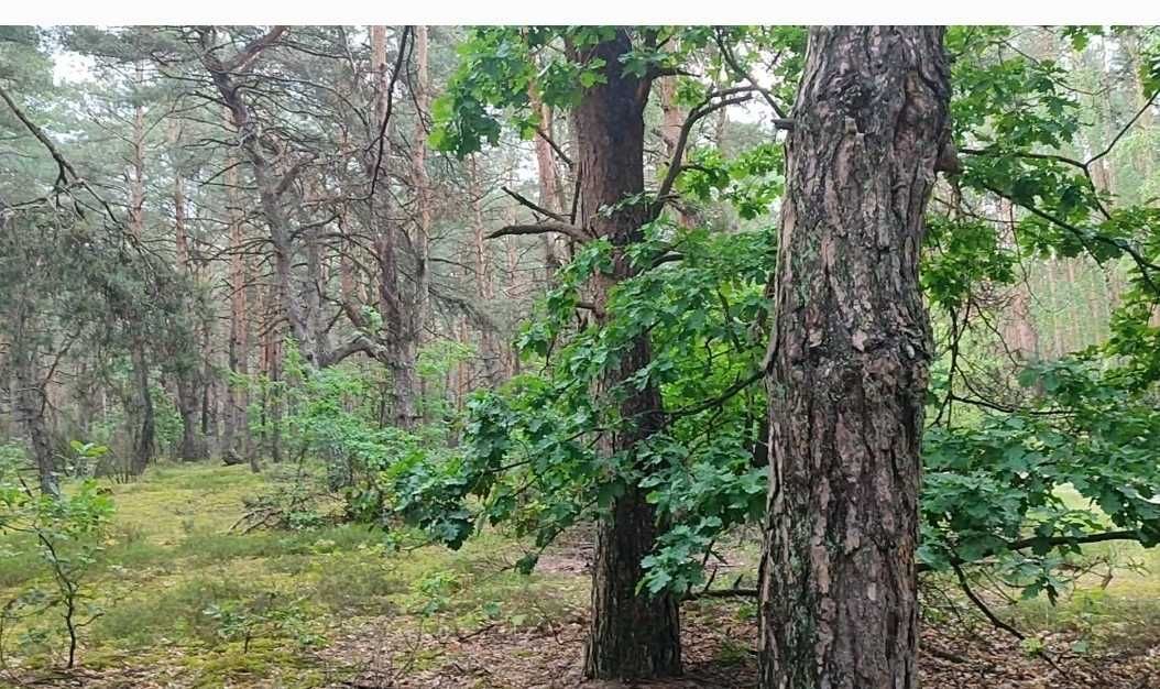 Działka rekreacyjna Osiedle Wilga, ul. Dzięciołów. Zdjęcie 6