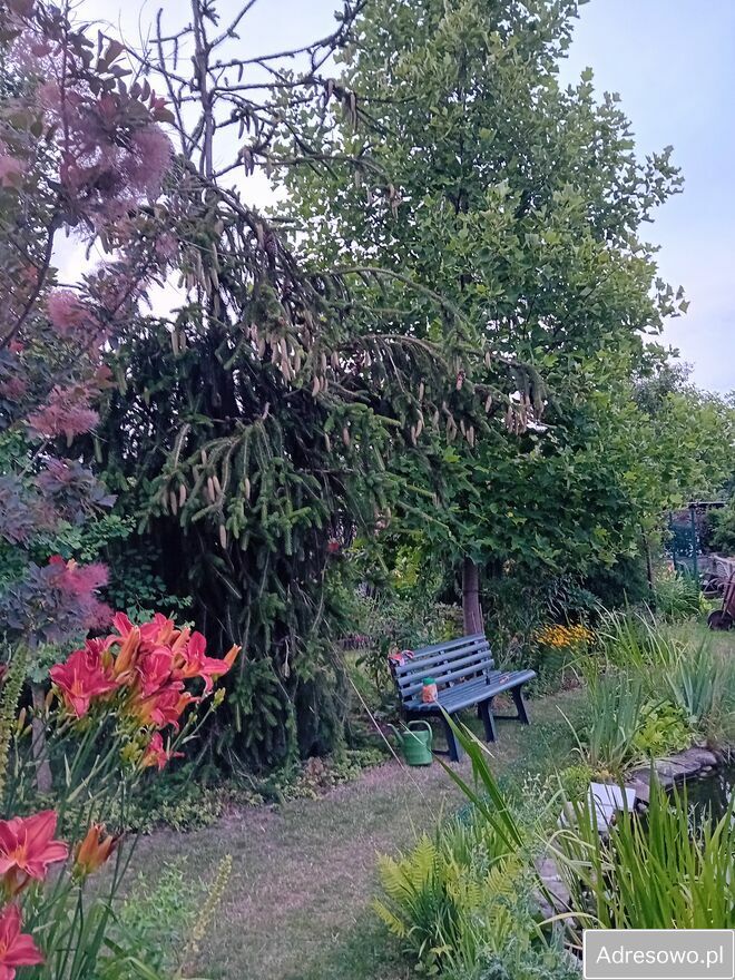 Działka rod Gostynin. Zdjęcie 7