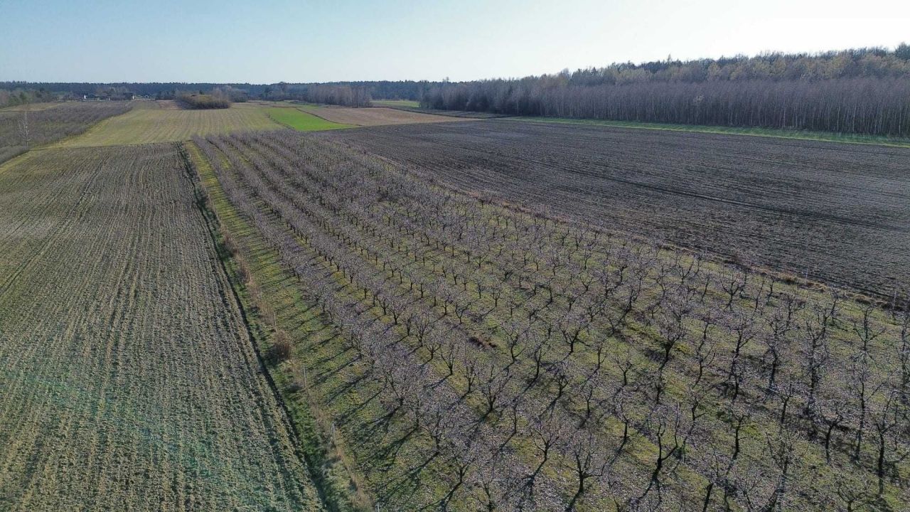 Działka rolna Boiska-Kolonia. Zdjęcie 6