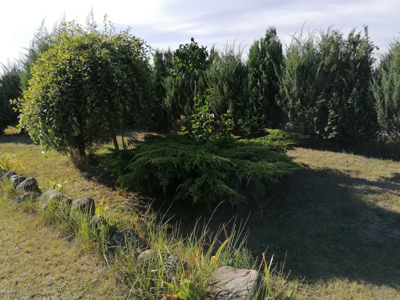 Działka budowlana Józefowo. Zdjęcie 6