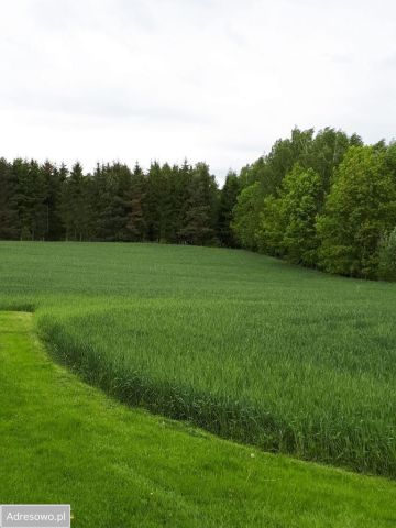 Działka rolno-budowlana Zbiczno. Zdjęcie 1