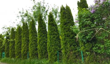 Działka rod Warszawa Włochy