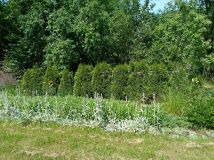 Działka rod Wrocław Krzyki, ul. Powstańców Śląskich. Zdjęcie 2