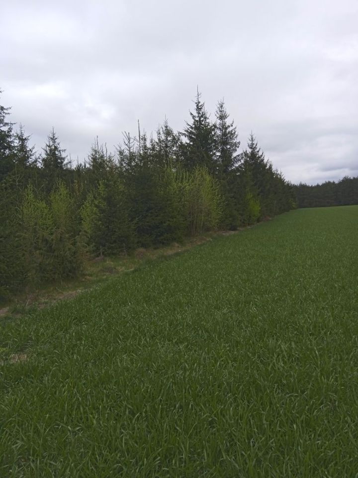 Działka leśna Siemiatycze. Zdjęcie 3