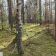Działka leśna Wilga. Zdjęcie 4
