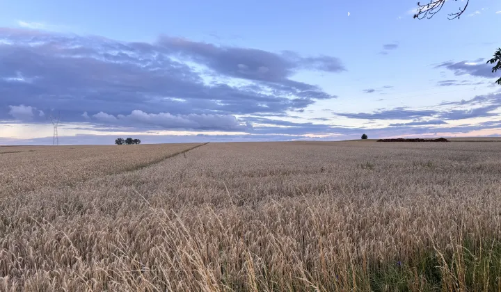Działka rolna Koszelew