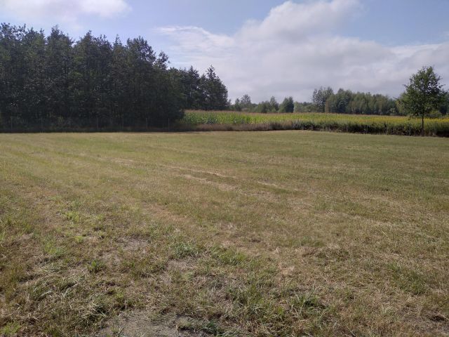 Działka rolno-budowlana Lubasz. Zdjęcie 1