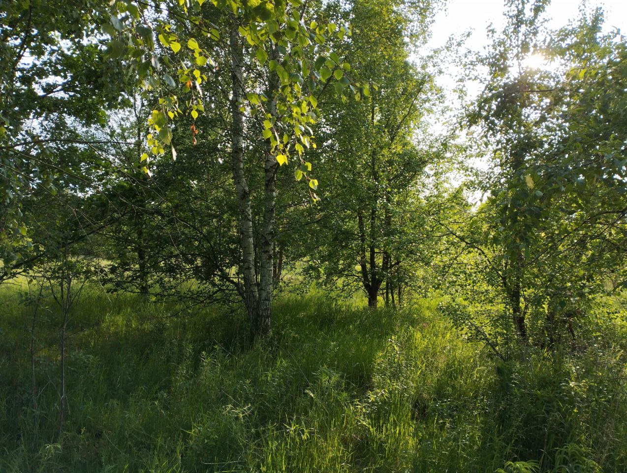 Działka budowlana Bieganów, ul. Dzika. Zdjęcie 3