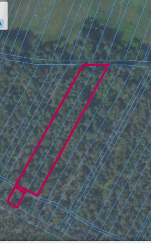 Działka leśna Nieciecz. Zdjęcie 1