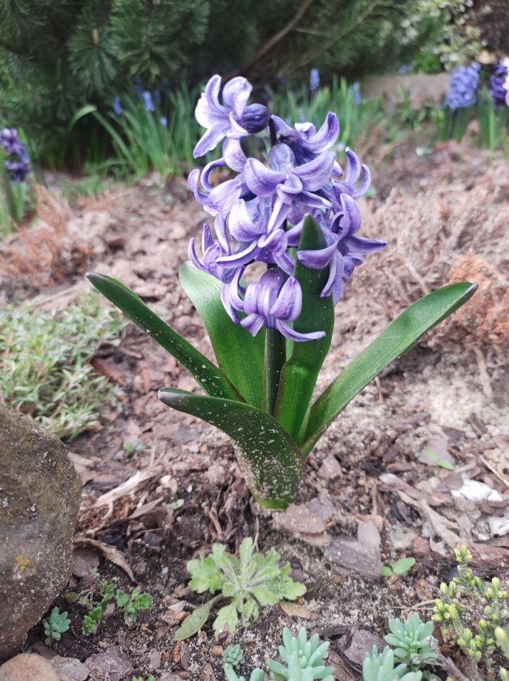 dom wolnostojący, 6 pokoi Mniów Raszówka, ul. Raszówka. Zdjęcie 28