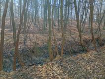 Działka leśna Marklowice. Zdjęcie 1