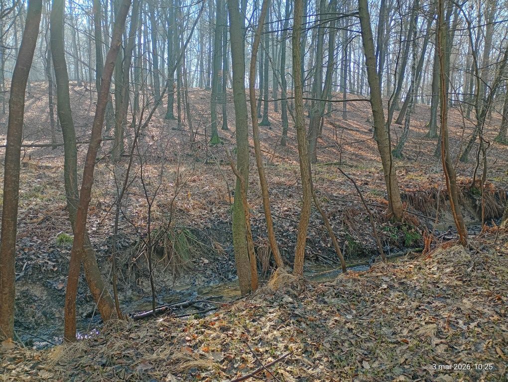 Działka leśna Marklowice. Zdjęcie 2