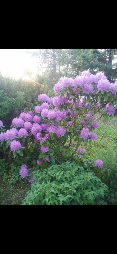 Działka rod Siemianice. Zdjęcie 5