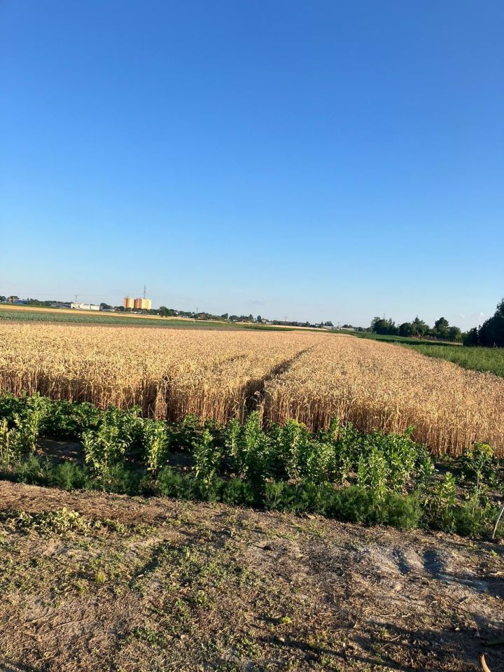 Działka rolna Piotrkówek Mały. Zdjęcie 2