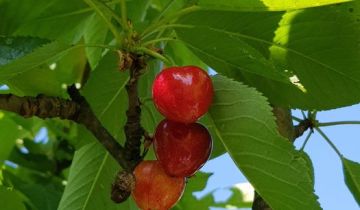 Działka rod Wrocław Ołbin, ul. Orawska