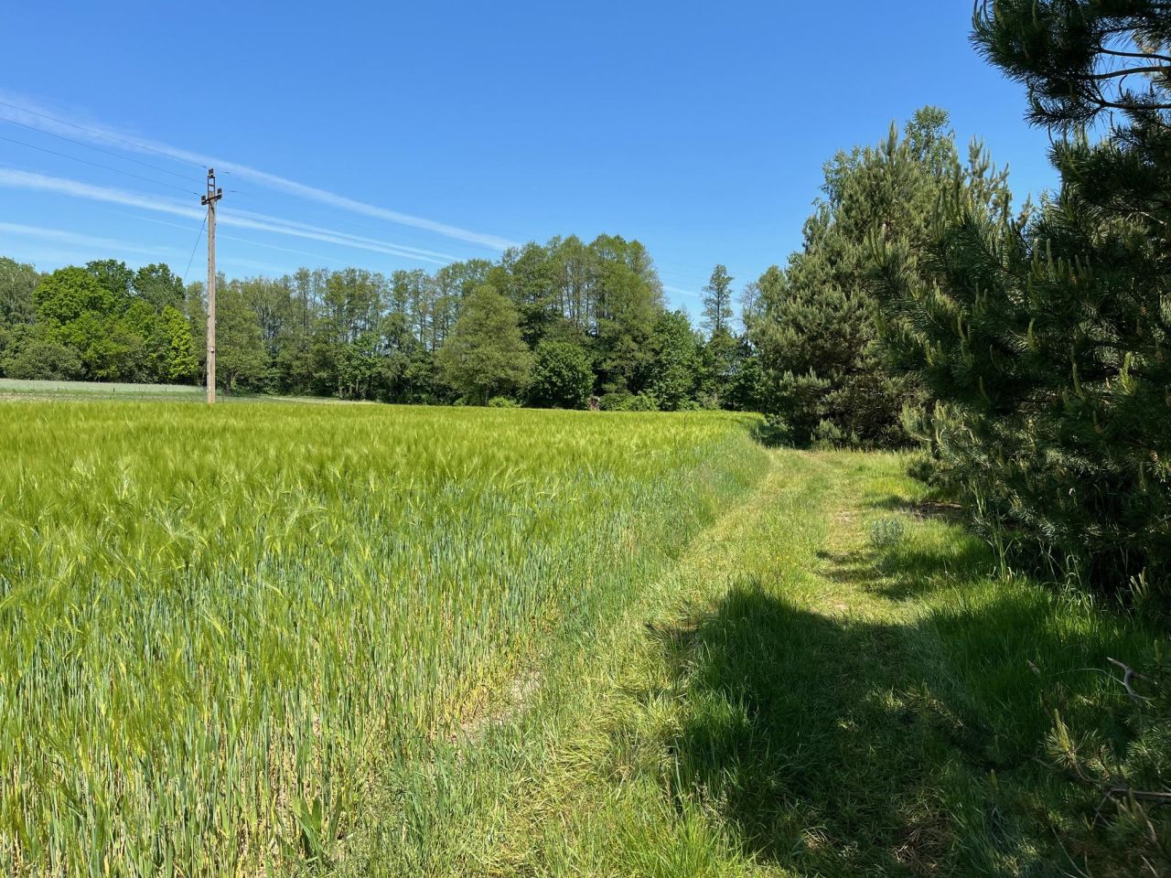 Działka rolno-budowlana Surmacze. Zdjęcie 13