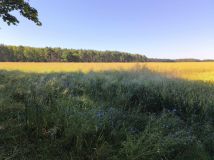 Działka budowlana Radzewice. Zdjęcie 3