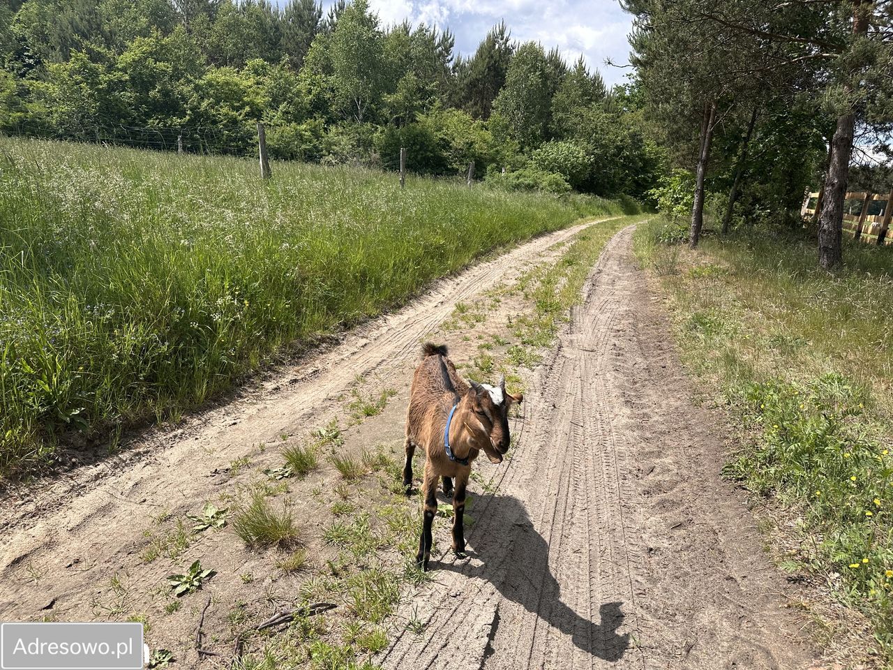 Działka rolno-budowlana Okunino. Zdjęcie 12