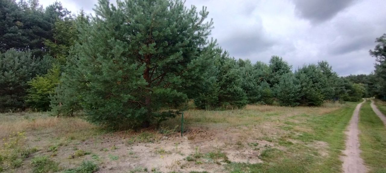 Działka Rokitnica. Zdjęcie 4