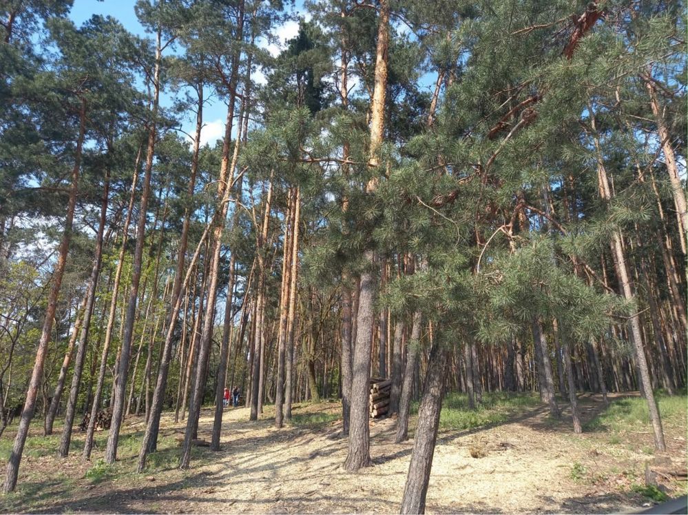 Działka leśna Warszawa Białołęka. Zdjęcie 5